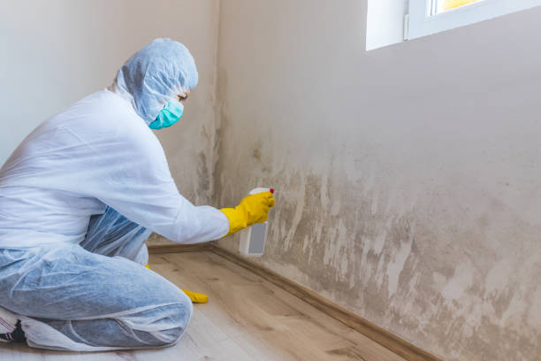 Licensed Black Mold Remediation service in Sharon, MA - Car Mold Remediation
