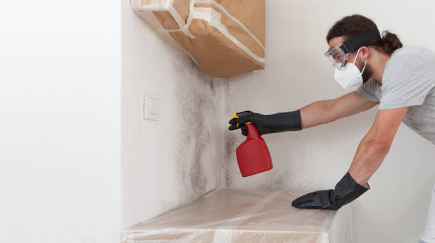 Professional Black Mold Remediation technician working in Sharon, MA