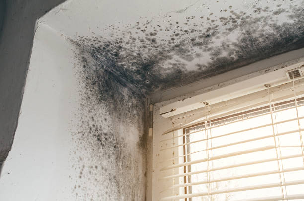 Affordable Black Mold Remediation solutions in Sharon, MA